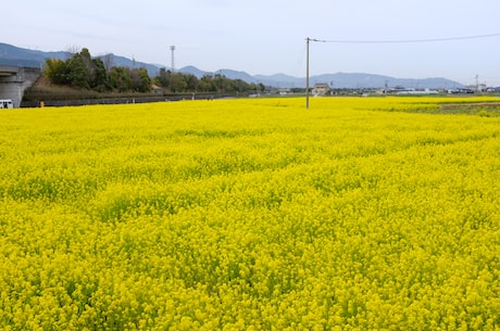 隔水式恒温培养箱 控温稳定可靠