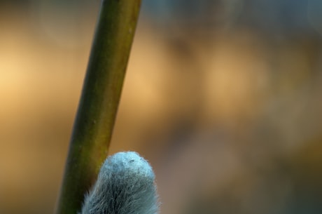 蒜苔的腌制方法，让你在家也能轻松完成美味