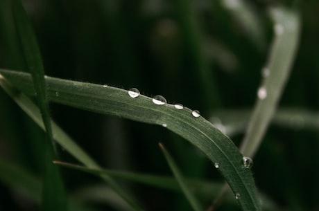 【揭秘】春雨沥沥是什么生肖，你知道吗？