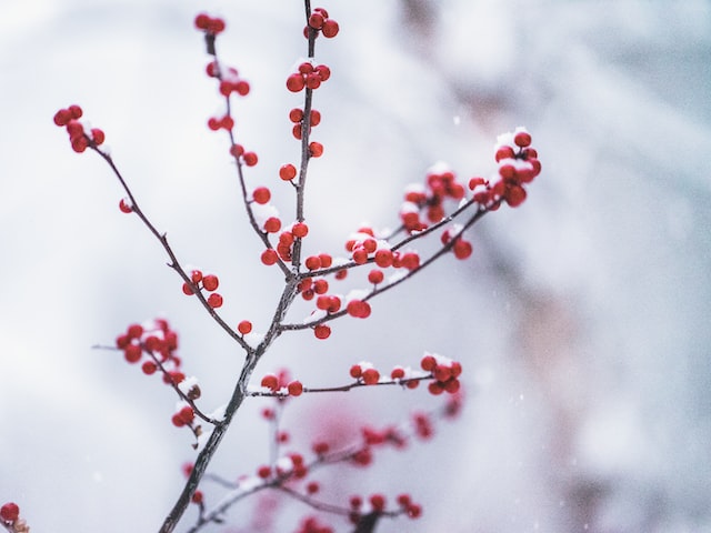 了解菊杞茶，为健康添喜事